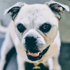 carded (cars remixed)