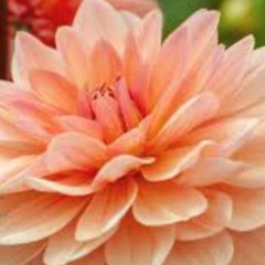 *Free* - Tyler the Creator x Earl Sweatshirt Type Beat ~ Peach