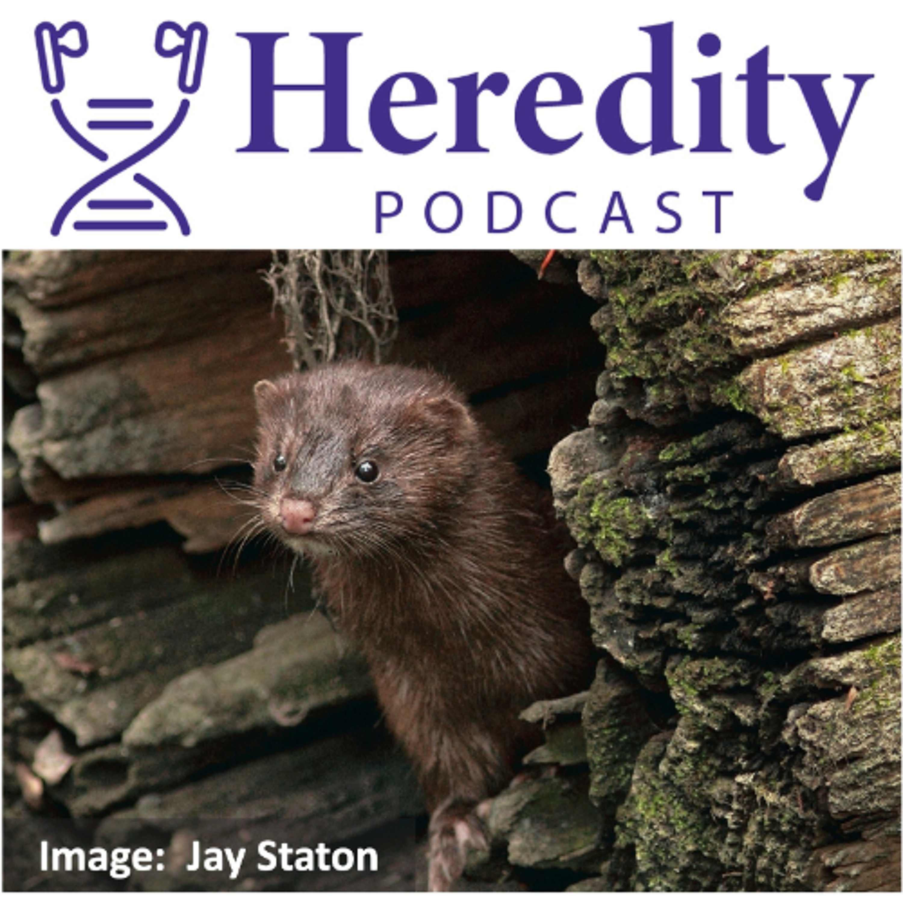 American mink & the use of pangenomes episode artwork