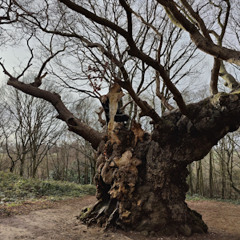 Great Tree Beauties 2: Oliver Rogers visits Old Knobbley in Mistley