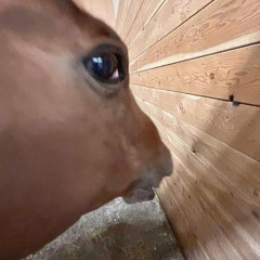 All them horses - NK