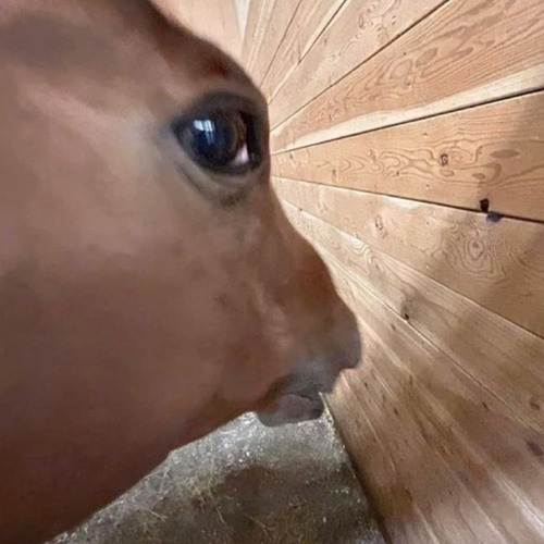 All them horses - NK