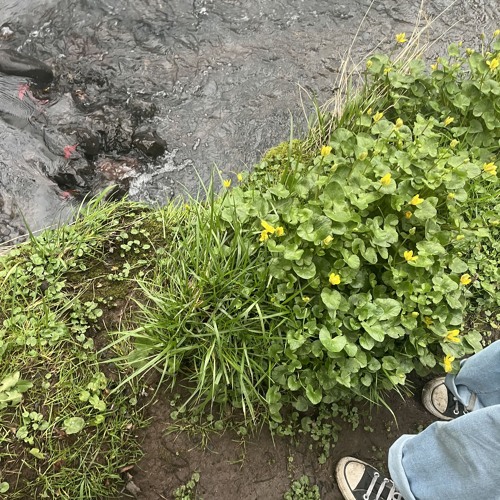 2manyproblems @xtasane