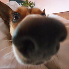 Iron & Wine - Such Great Heights