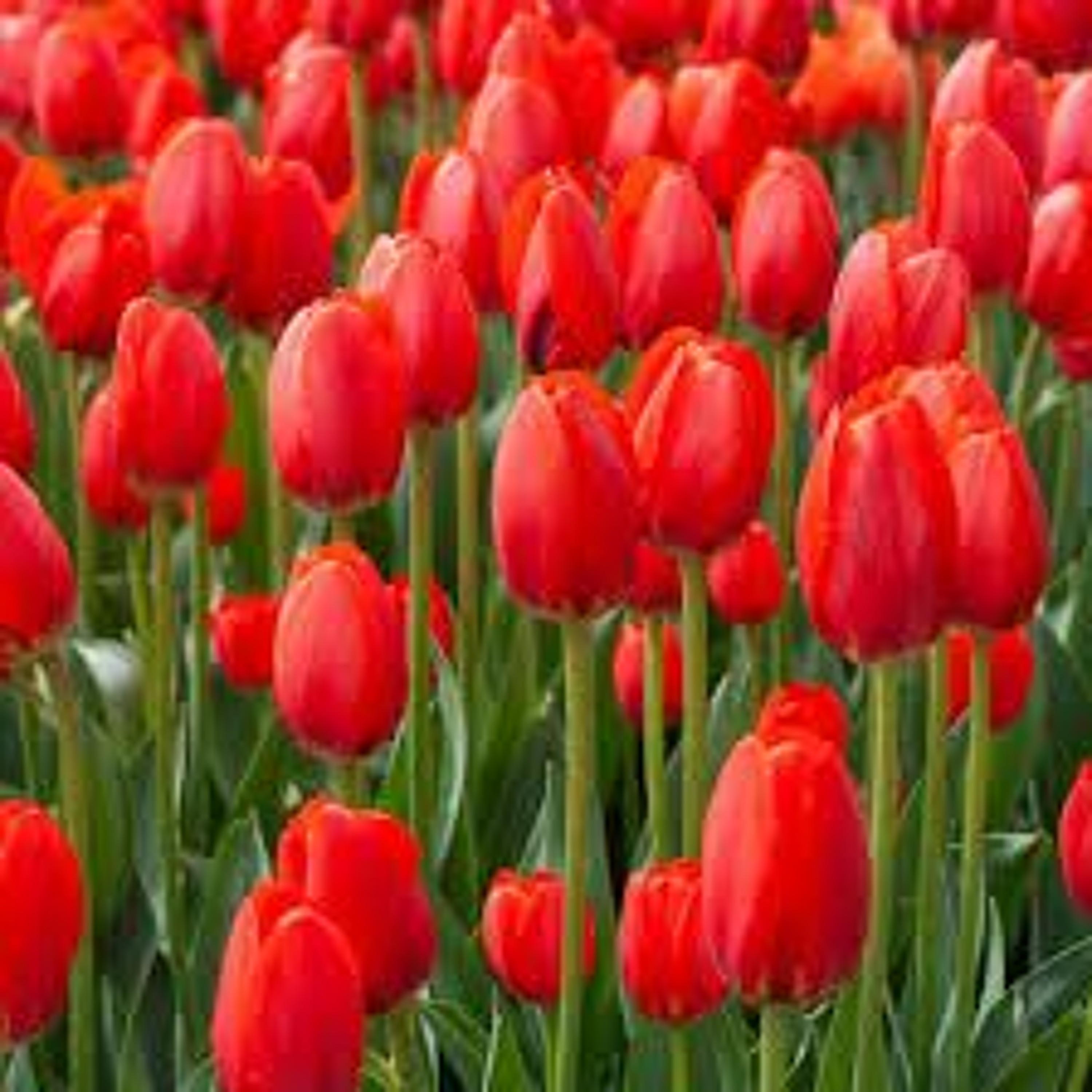 Organic Farm Stand -- Feb. 1. 2024 -- The Tulips in Winter episode artwork