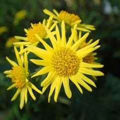 Chrysanthemum Indicum