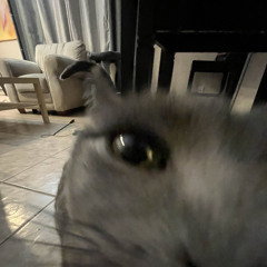 Song That Plays When You Encounter a Cat