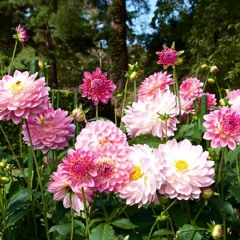 Bloomin