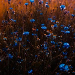 الشيخ خالد الجليل يختتم سورة البقرة بجمال لاينتهي