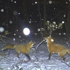 Kafari - Flowerworks