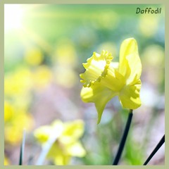 Daffodil - [Instrumental]