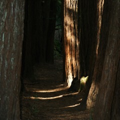 In the Redwoods