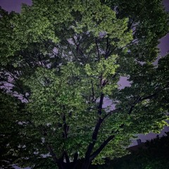 나무 cover.