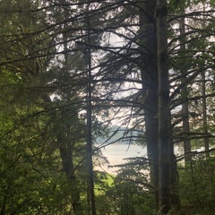 blossom- soccer mommy cover