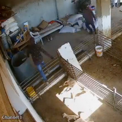 They Tortured Lambs In The West Bank