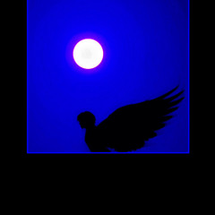 Icarus (prod.SHEEPY)