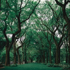In The Park