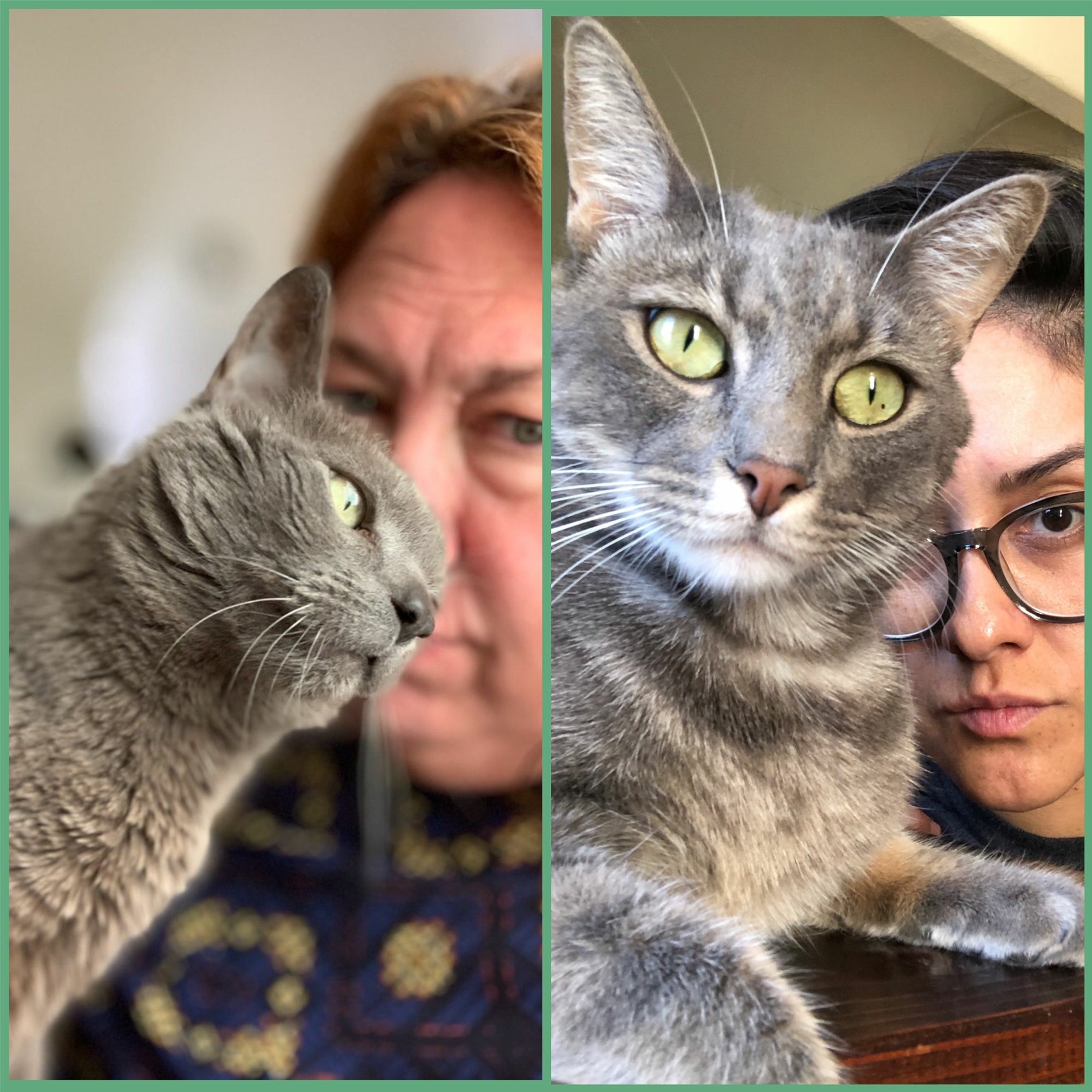 The Bodega Cats Podcast