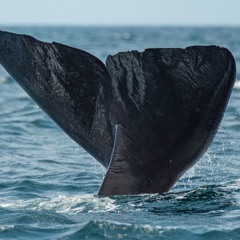 Sperm Whale Echolocations