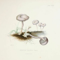 HK_Fantaisies_tracks_146