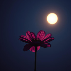 You are my insomnia