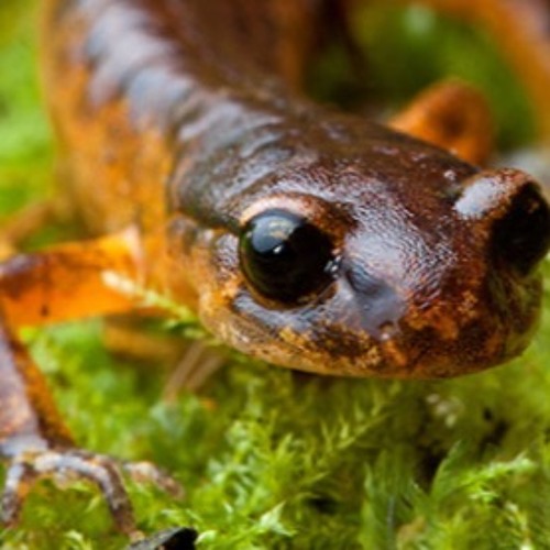 Ensatina