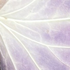 Yuki Chiba - Omote (Ew Flip)