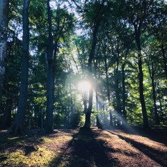 Sandmann - Wandering through the deep forests of Endor 2021