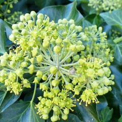 Ivy In Bloom & Insects - final nectar of the year