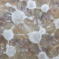 Impro #4 (jazz noise)