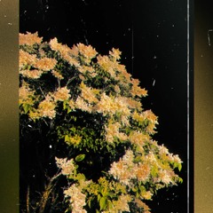 I Ask Cause I'm Not Sure