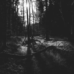 Wolfgang Merx & Anne Sulikowski - Forest Drone (Remix)