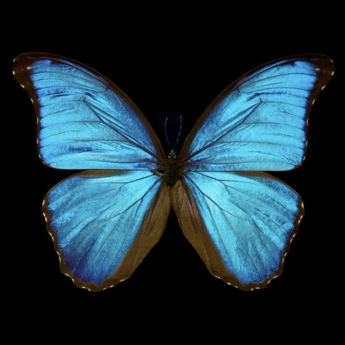 I don't want to say bye bye (prod. RJ Pasin)