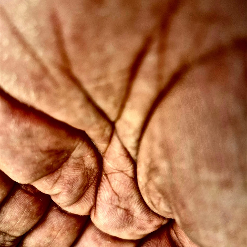 Gergo_Bischof_-_Warg