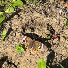 alaghieri - yhu know me