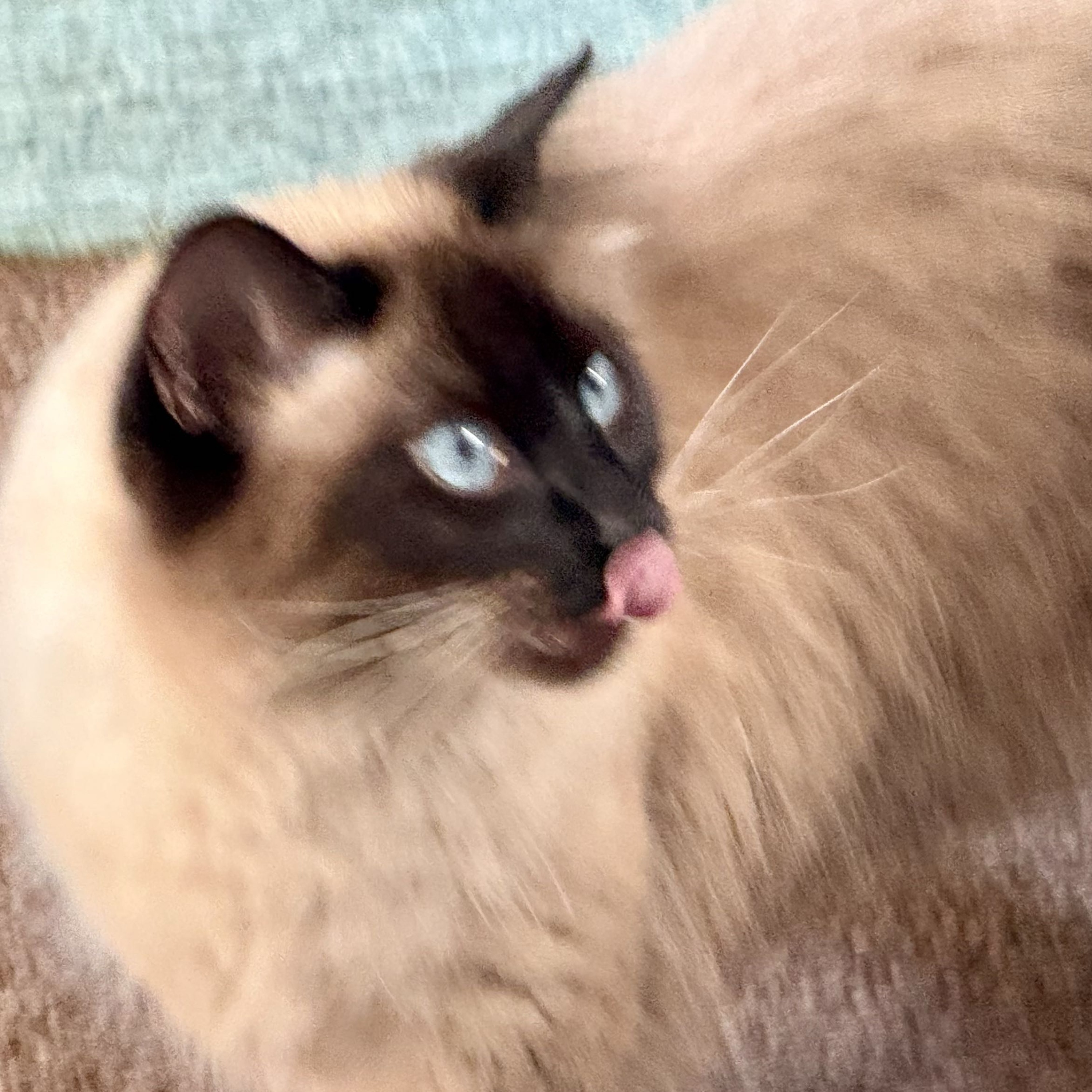 Beast of Bodmin Moor