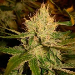 LSD Rhythm Force - Quemale Instrumental (Demo Sound)