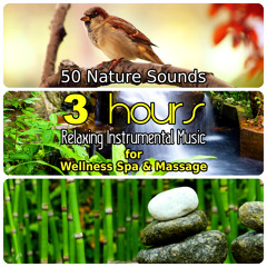 Tranquil Birds Songs