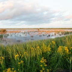 'Voices of a Flyway' Soundscapes: An Evening in a Gulf Coast Marsh