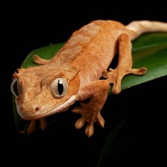 Eyes of the Gecko