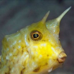 The Return Of Cowfish2025 snippet PT3