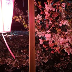 Review Special Price Evening Hanami Cherry Blossom Experience With A Local