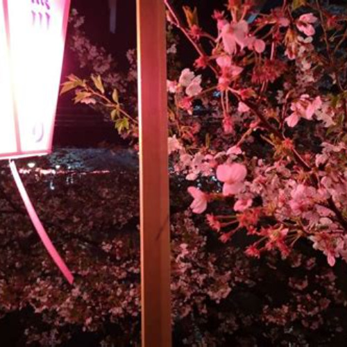 Review Special Price Evening Hanami Cherry Blossom Experience With A Local