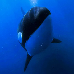 Orca