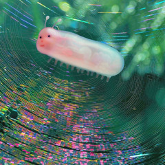 не пиздел (prod. perlite)