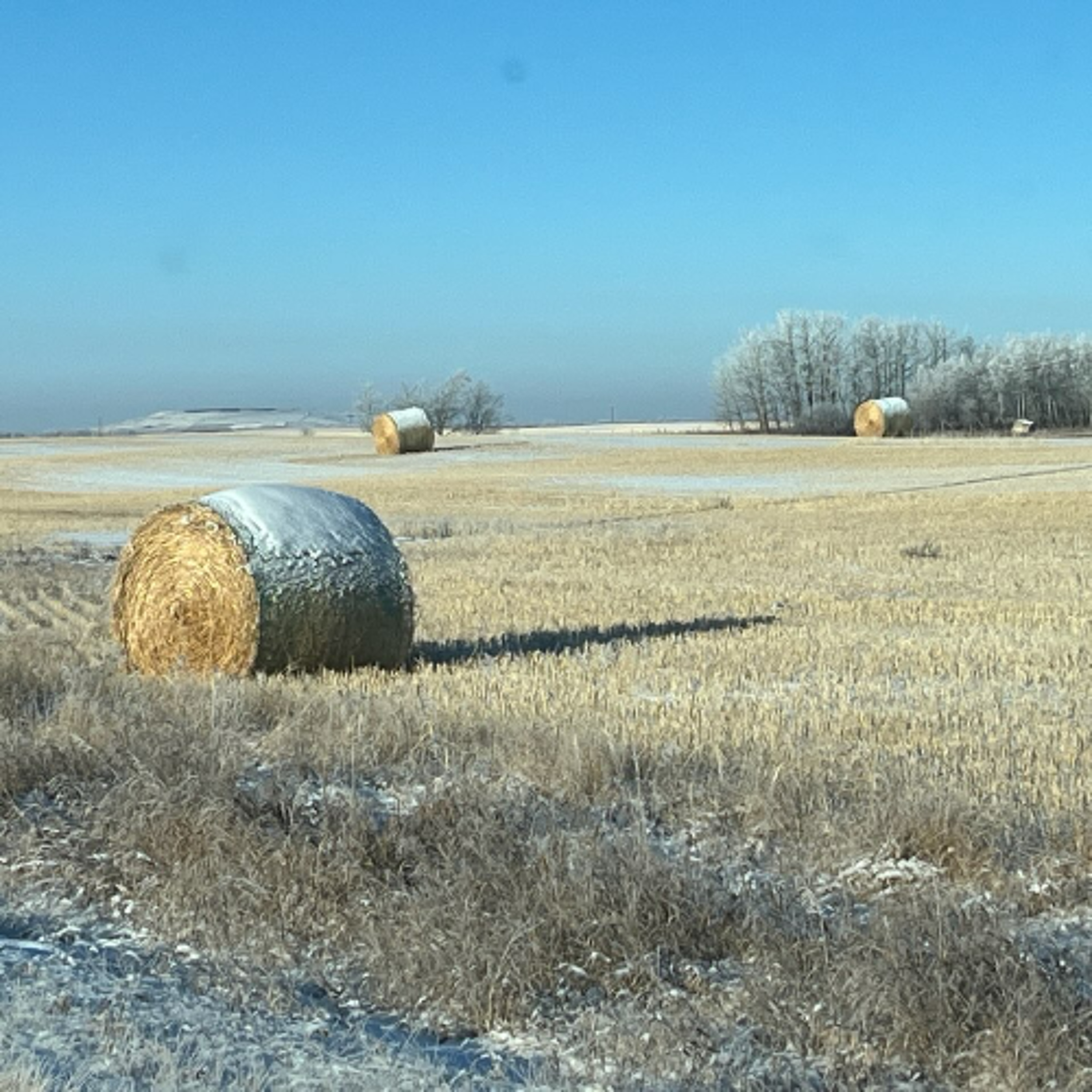 Veg Bonny - Monday, Dec. 1 - Farm Weather episode artwork