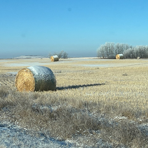Lethbridge - Monday, Dec. 1 - Farm Weather