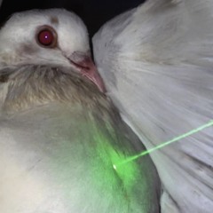 Geeking ft.Jdotloaded prod.bird