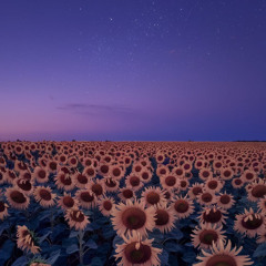 Be a Sunflower