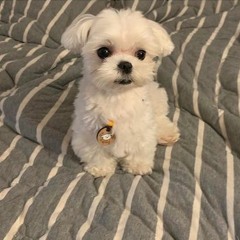 여름이의 잠꼬대